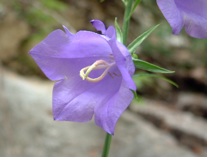 Campanula persicifolia / Campanula con foglie di Pesco